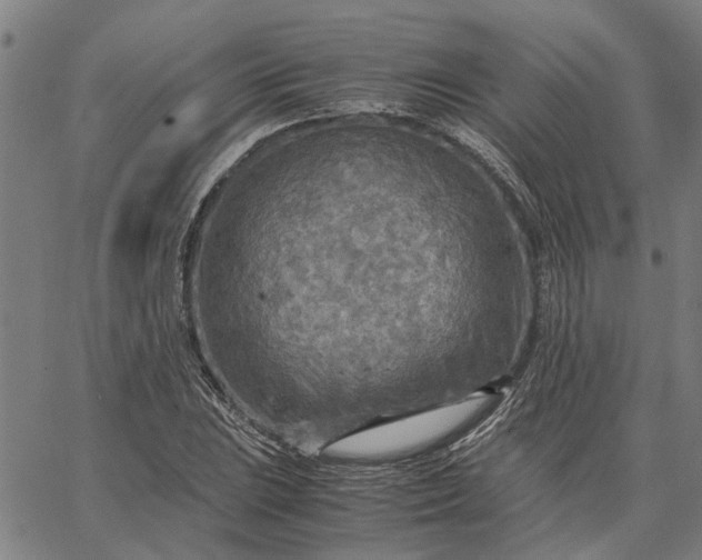 X0000065241023200603031733