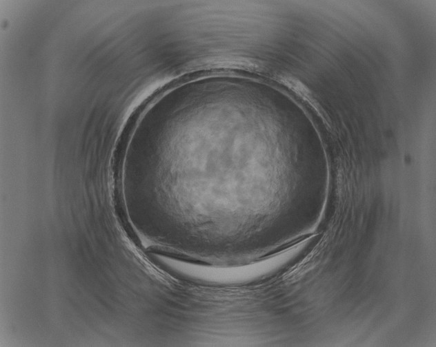 X0000065241024200603031733