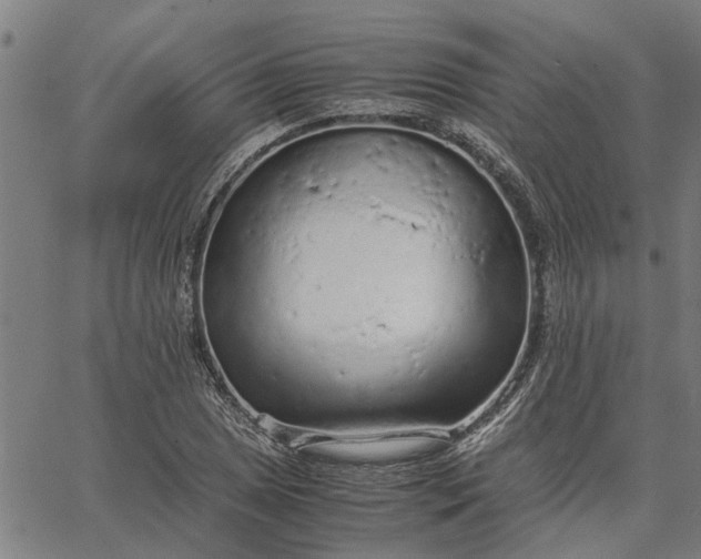 X0000065241025200603031733