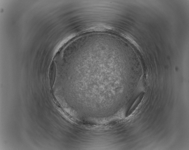 X0000065241026200603031733