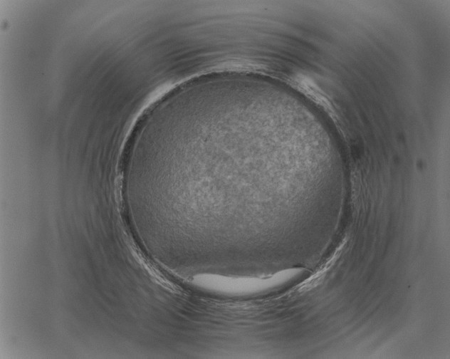 X0000065241029200603031733