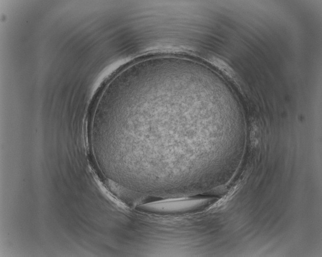 X0000065241030200603031733