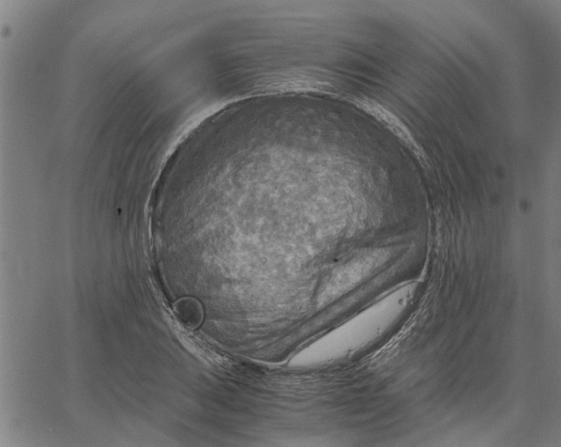 X0000065241031200603031733