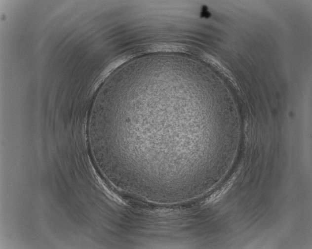 X0000065241033200603031733