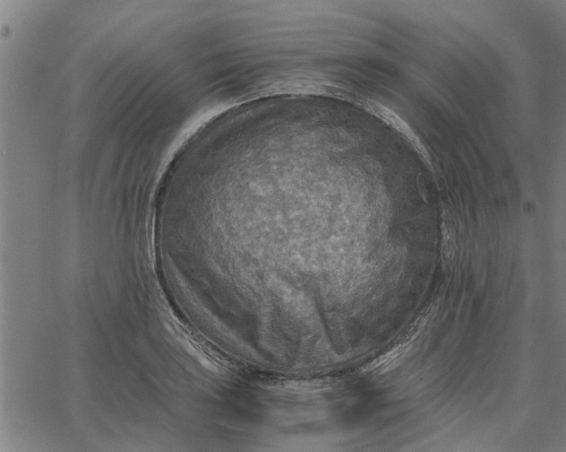 X0000065241035200603031733