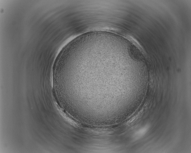 X0000065241036200603031733