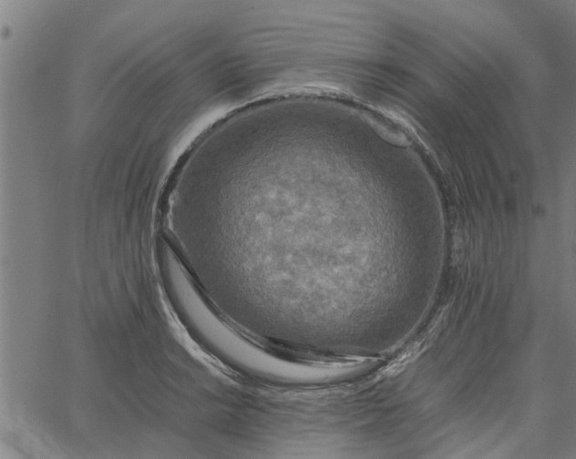 X0000065241038200603031733