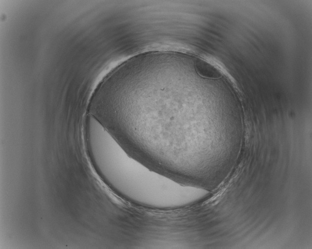 X0000065241040200603031733