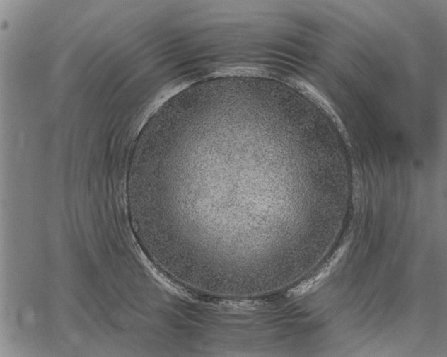 X0000065241041200603031733