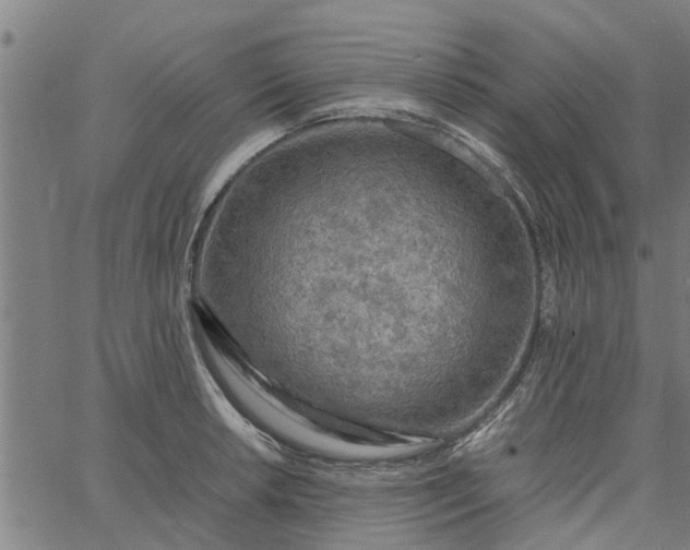 X0000065241042200603031733