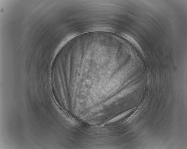 X0000065241043200603031733