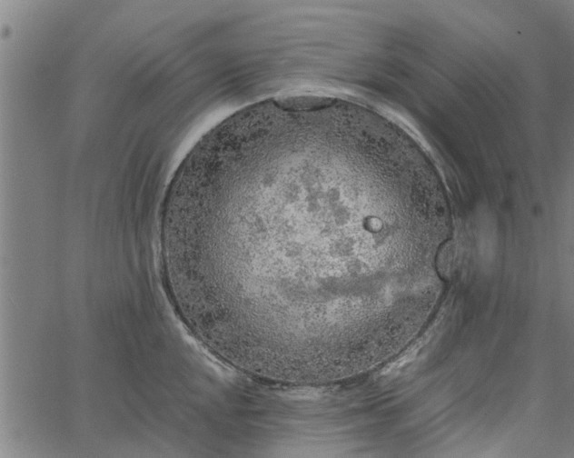 X0000065241048200603031733