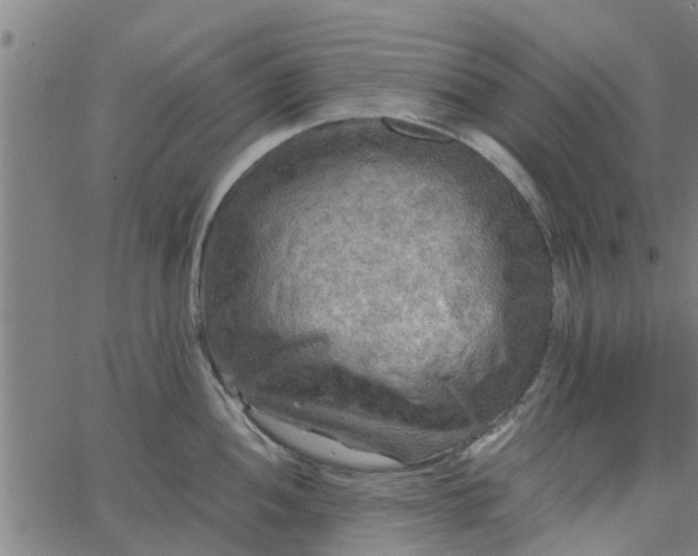 X0000065241052200603031733