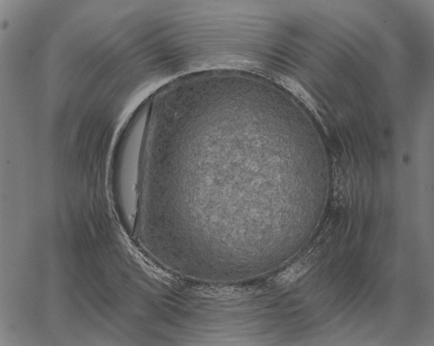 X0000065241072200603031732