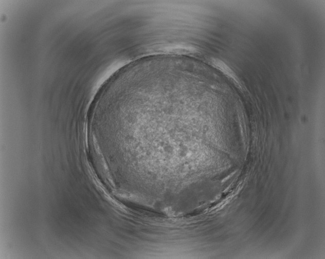 X0000065241079200603031732