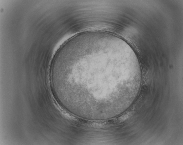 X0000065241086200603031732