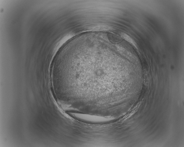 X0000065241087200603031732