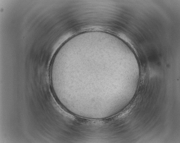 X0000065241090200603031732