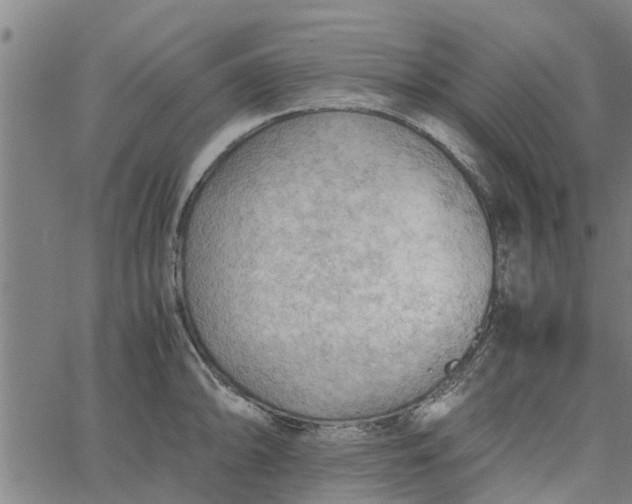 X0000065241094200603031732