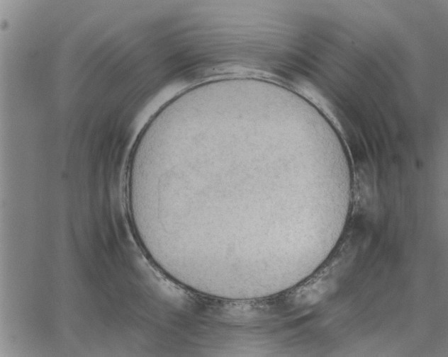 X0000065241098200603031732