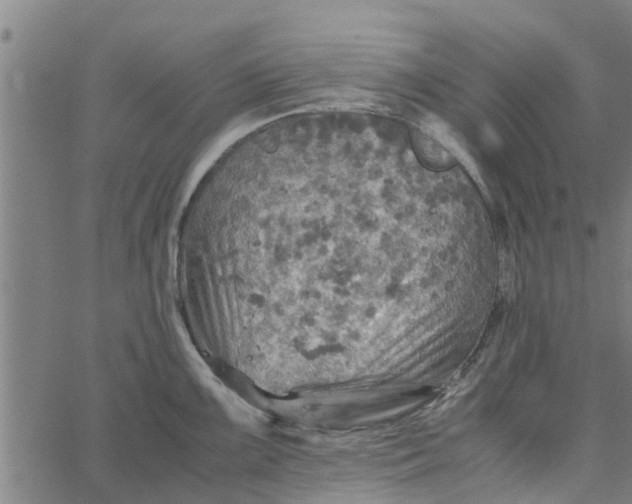 X0000065241099200603031732