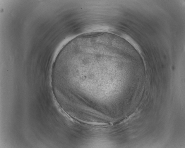 X0000065241104200603031732