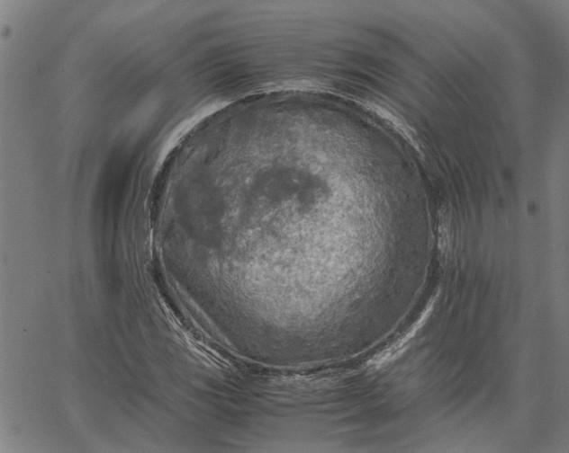 X0000065241117200603031731