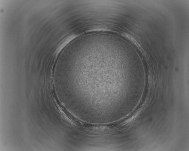 X0000065241129200603031732