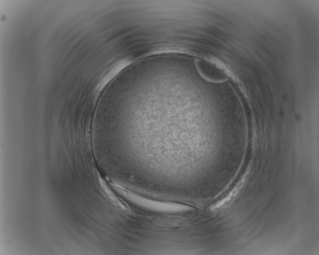 X0000065241137200603031732