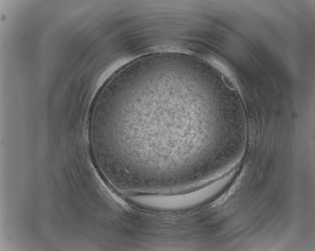 X0000065241141200603031732