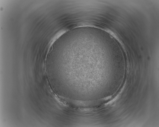 X0000065241145200603031732