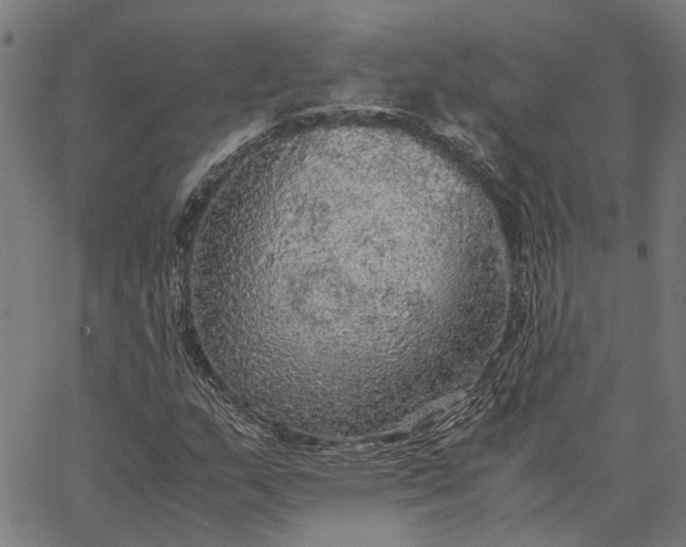 X0000065241159200603031731