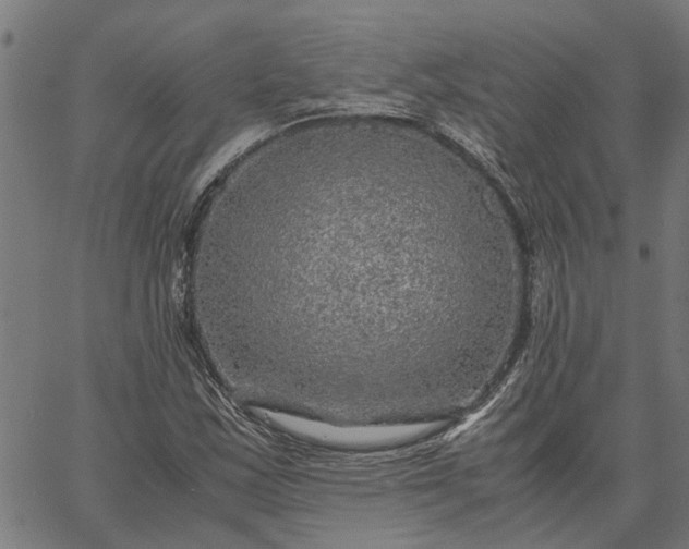 X0000065241163200603031731