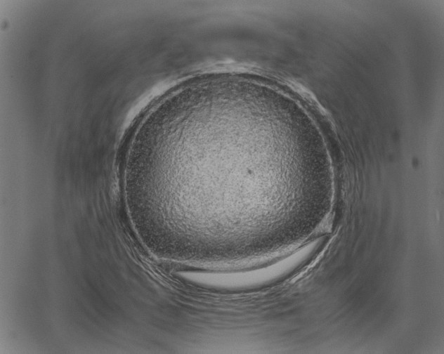 X0000065241167200603031731