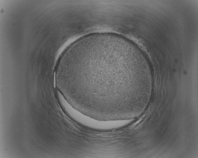 X0000065241175200603031731