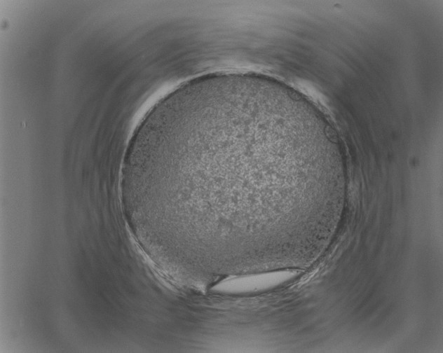 X0000065241183200603031731