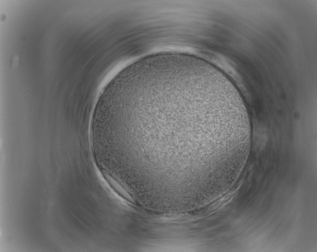 X0000065241199200603031730