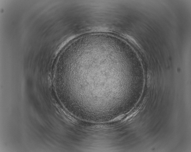 X0000065241212200603031730