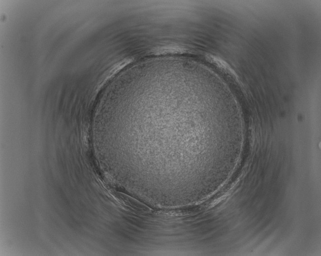 X0000065241217200603031730