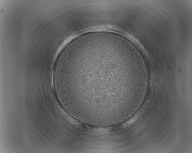 X0000065241224200603031730