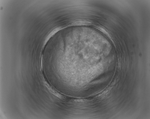 X0000065241227200603031730