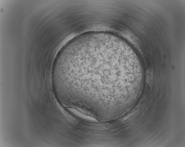 X0000065241229200603031730