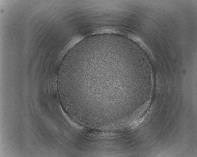 X0000065241233200603031730