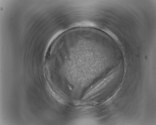 X0000065241248200603031730