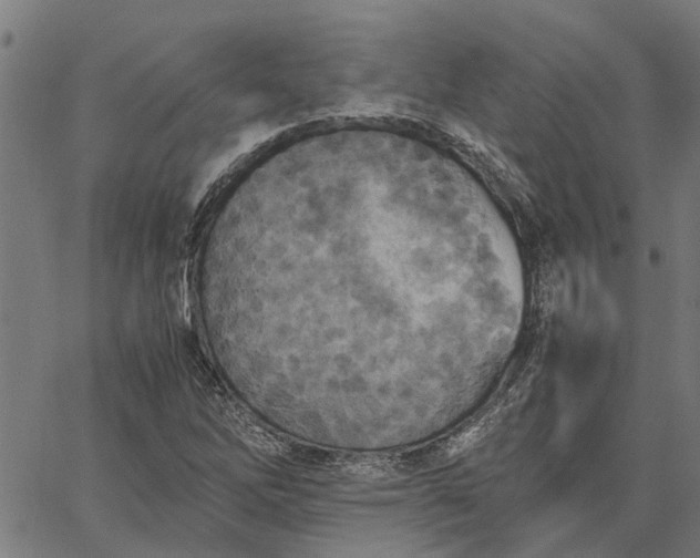 X0000065241262200603031729