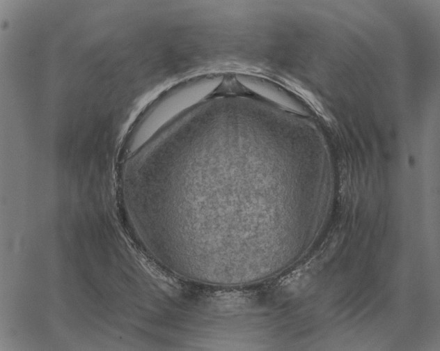 X0000065241264200603031729