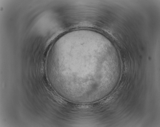 X0000065241266200603031729