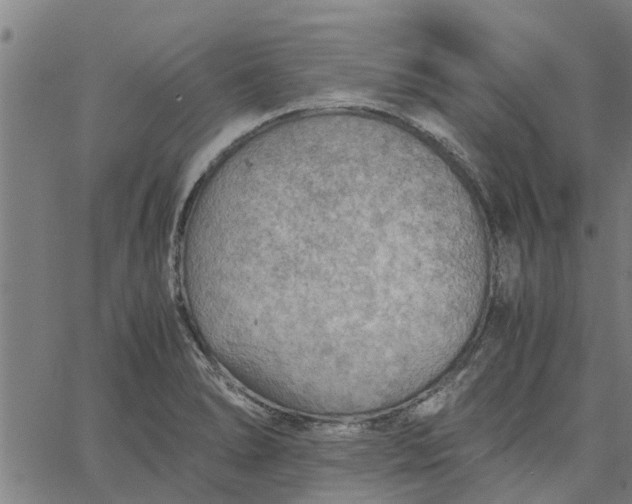 X0000065241278200603031729