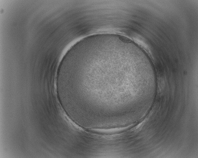 X0000065241288200603031729