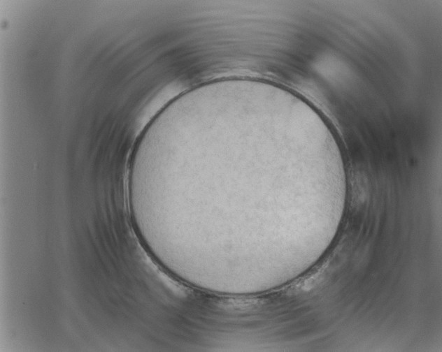 X0000065241290200603031729